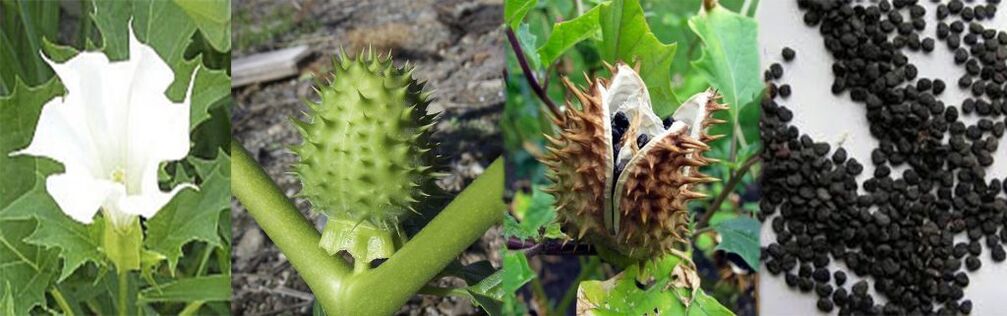 Σπόροι Datura για τη θεραπεία των κιρσών στο σπίτι